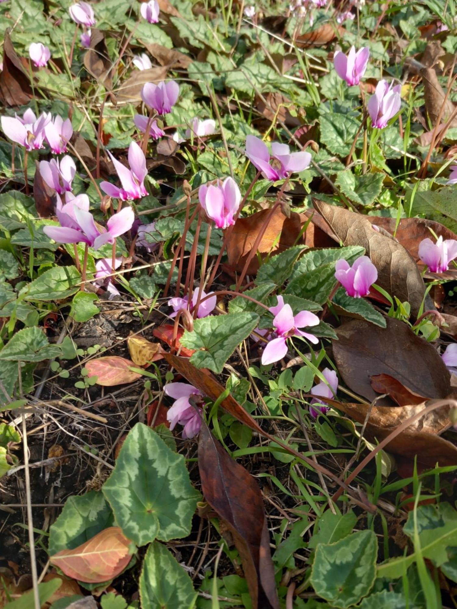 Les Cyclamens 1 Apartment Cosne-Cours-Sur-Loire Luaran gambar
